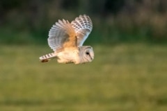 Barn Owl 2