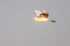 Cattle Egret