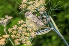 Chiffchaff