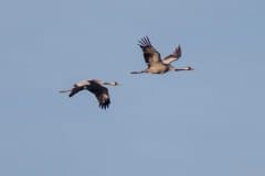 Cranes flying