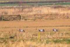 Cranes