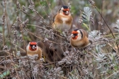 Goldfinches