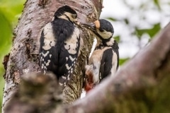 Great spotted Woodpeckers