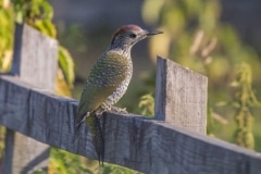 Green Woodpecker Juvenile