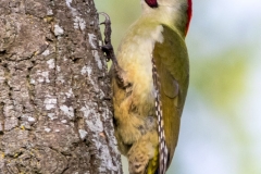 Green Woodpecker