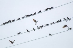 House Martins 2