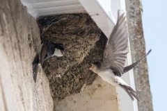 House Martins