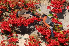 Bullfinches