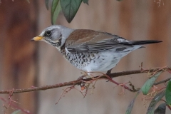 Fieldfare