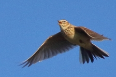 Skylark