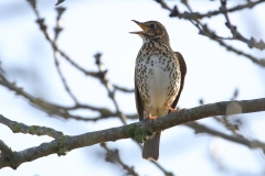 Song Thrush
