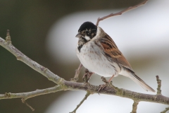 Reed Bunting (Male)