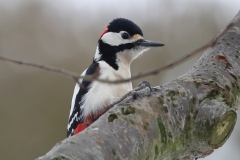 Great Spotted Woodpecker (M)