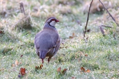 Red Legged Partridge