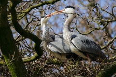 Grey Herons