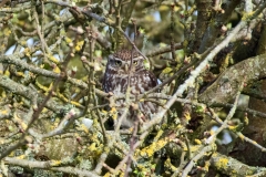 Little Owl