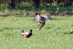 Pheasants (Cock)