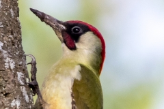 Green Woodpecker