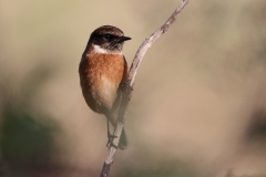 Stonechat