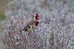 Goldfinch