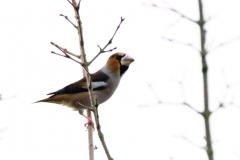 Hawfinch