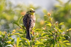 Yellowhammer