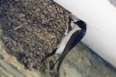 House Martin