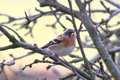 Brambling
