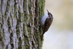 Tree Creeper
