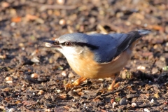 Nuthatch