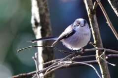 Long Tailed Tit