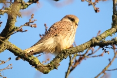 Kestrel (F)