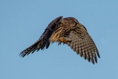 Kestrel