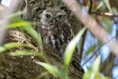 Little Owl Juvenile 2