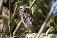 Little Owl Juvenile