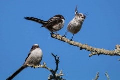 Long tailed Tits
