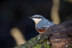 Nuthatch