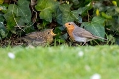Robin and Juvenile