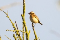 Whinchat