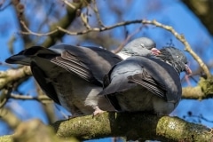 Wood Pigeons