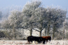 Cattle in the frost