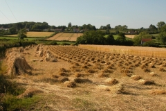 Corn ready to stack