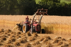 Threshing corn
