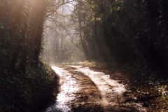 Woodland Walk, Fivehead