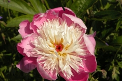 DSCN2386
