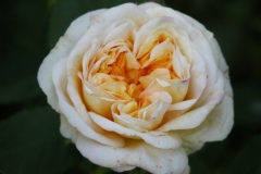 DSCN2409