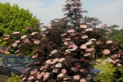DSCN2416