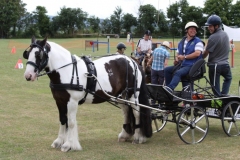 A beautiful horse and trap