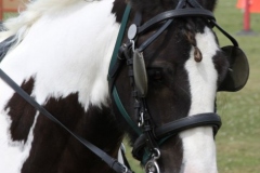 Horse Head